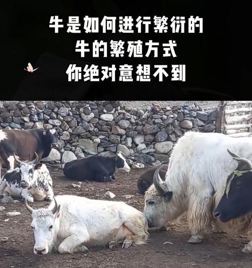 牛繁殖的方法是什么？