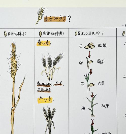 小麦种植方法是什么？需要注意什么？